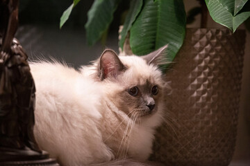 Kitty at a potted plant near an edge