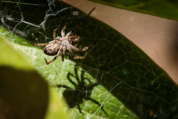 Lattice-web Spider, Hughes, ACT, December 2020