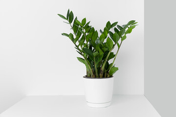 A beautiful zamiokulkas flower in a modern pot stands on a wooden table against a white and gray wall.