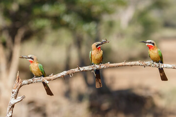 White-fronted Bee-eater (Merops bullockoides) with an insect as a prey sitting on a branch in Zimanga Game Reserve near Mkuze in South Africa
