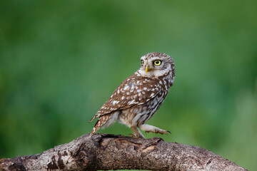 Little owl (Athene noctua) sitting on a branch in the meadows in the Netherlands with a green background