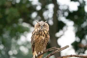 Eurasian Eagle Owl, Bubo bubo, a large species of Eagle Owl. Sit in a tree, red eyes staring at you. One of the largest species of owls