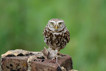 Little owl (Athene noctua) eating a mouse in the meadows in the Netherlands with a green background