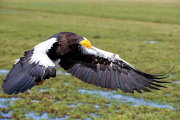 Steller's sea eagle (Haliaeetus pelagicus) flying just before landing