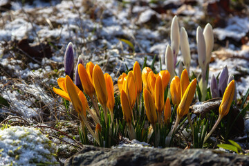 Bright yellow crocus buds. Flowering in early spring.  Primroses in the garden.