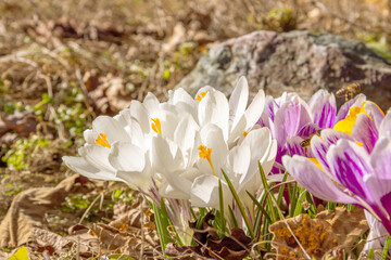 White, violet crocus flowers close-up. Flowering in early spring.  Primroses in the garden. Natural  beautiful spring background.