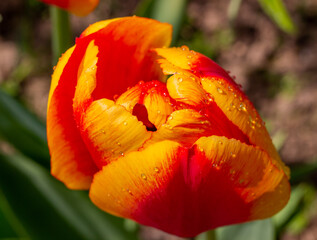 Yellow red  tulip flower with transparent water drops on the petals, close-up, top view.