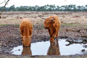 Scottish Higlander or Highland cow cattle (Bos taurus taurus) drinking water in Deelerwoud in the...