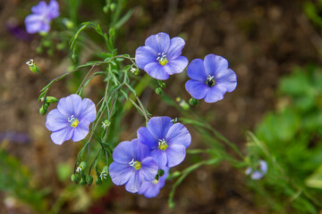 Blue flowers perennial flax. Decorative plant Linum perenne. Natural summer background. Soft focus