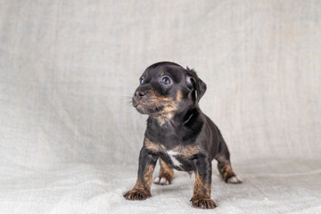 Obraz premium Brown and black brindle Jack Russell Terrier dog puppy. Looks cheeky, dog front view. Cream colored background