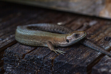 Zootoca vivipara, common lizard on a wooden surface.  Reptile basks in the evening sun, close-up.