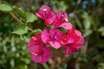 Paper Flower (Bougainvillea glabra) in garden, Los Angeles, California, USA