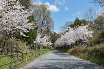 春の上賀茂神社　境内の桜　京都市