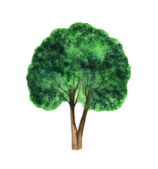 watercolor illustration of a tree with a green crown and a double trunk
