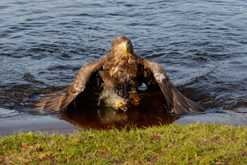 White-tailed Eagle (Haliaeetus albicilla) comming out of the water from a lake