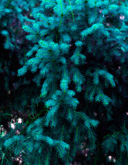 Spruce branches in the forest. Beautiful branch of spruce with needles. Tinted tree in nature. Blue spruce. Spruce close up.