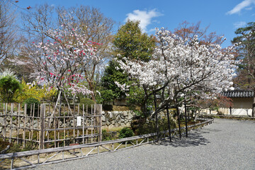 二尊院　境内の花々　京都市嵯峨
