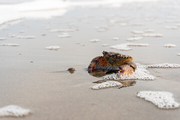 crab on the beach