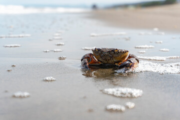 crab on the sand