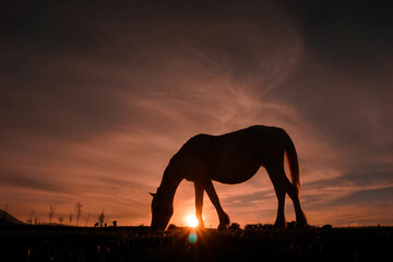 Fototapeta na wymiar beautiful horse silhouette and sunset in the meadow, Bilbao, Spain