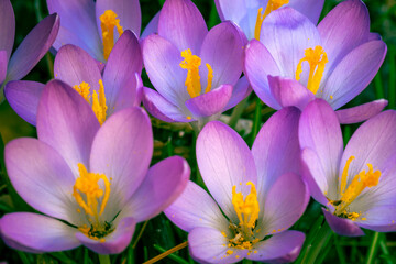 Purple crocus.  Marco with selective focus.  Springtime flowers.  beginning a new year.