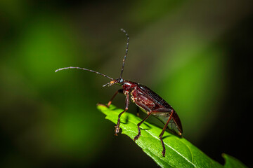 Comb-clawed Beetle (Tanychilus sp. (genus)) on a cherry tree in a garden