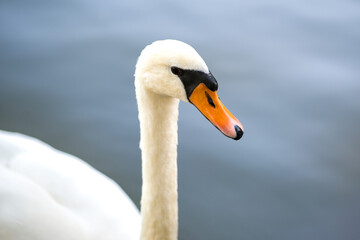 White beautiful swan swimming on lake water in summer.