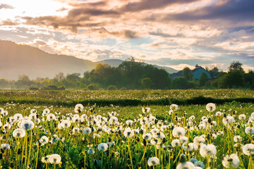 dandelion field in rural landscape at sunrise. beautiful nature scenery with blooming weeds in morning light. clouds on the sky above the distant mountain