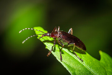 Comb-clawed Beetle (Tanychilus sp. (genus)) on a cherry tree in a garden