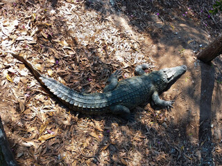 Crocodile farm. Tropical Zoo in Thailand