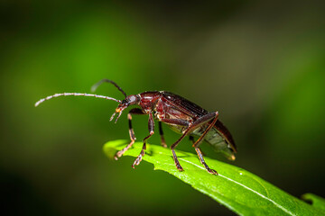 Comb-clawed Beetle (Tanychilus sp. (genus)) on a cherry tree in a garden