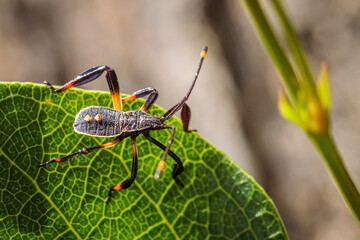 Crusader Bug early instar on a leaf in a garden