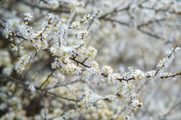Fruit tree twigs with blooming white and pink petal flowers in spring garden.