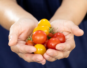 Close up of hands holding fresh tomatoes. Concept of food, vegetables and agriculture
