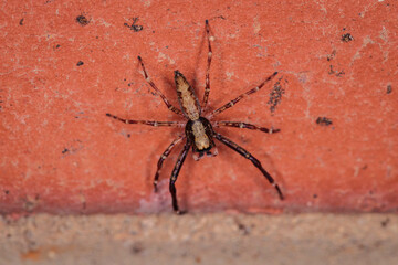 Jumping Spider (Helpis minitabunda) on a brick wall in a garden