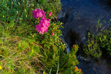 Obraz na płótnie Canvas Flowering rhododendron Carpathian in the Carpathian Mountains