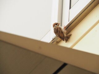 Baby Sparrow on the Wall