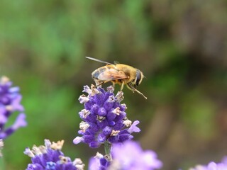 Honey Bee on a Lavender Flower