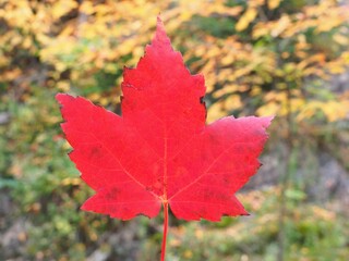 Red Maple Leaf in Autumn