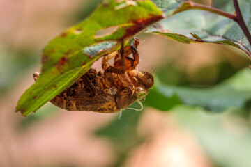 Redeye Cicada shell in a garden