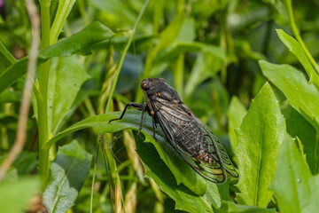 Redeye Cicada on an African Daisy in a garden