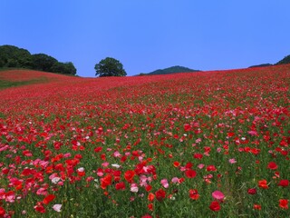 Field of Red Poppies