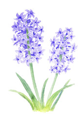 Obraz premium ヒヤシンスの水彩イラスト