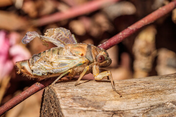Redeye Cicada nymph struggling to climb in a garden