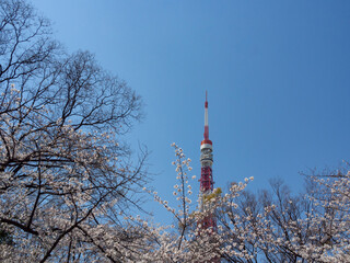 Cherry Blossom with Tokyo Tower Background