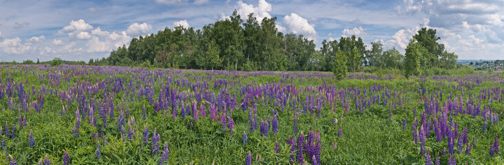 Large-leaved Lupine (Lupinus polyphyllus) in meadow, Moscow region, Russia