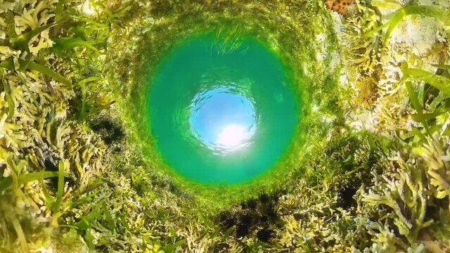 Sea urchins on the sandy bottom in clear crystal water. Sea urchin Echinothrix diadema.