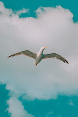 seagull in flight - obrazy, fototapety, plakaty