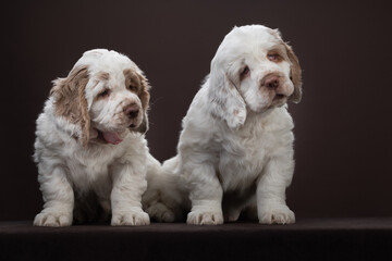 two puppies on brown background. dog clumber spaniel indoors