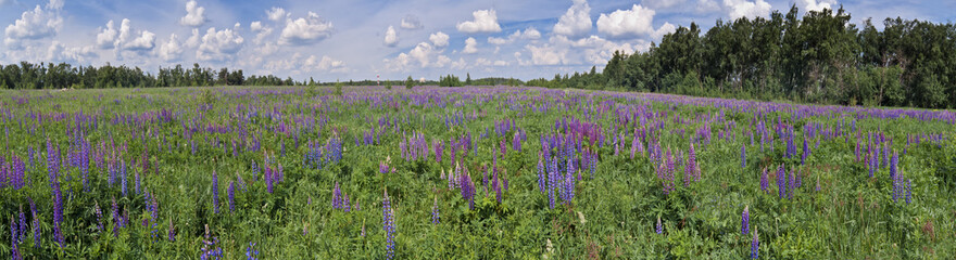 Obraz premium Large-leaved Lupine (Lupinus polyphyllus) in meadow, Moscow region, Russia